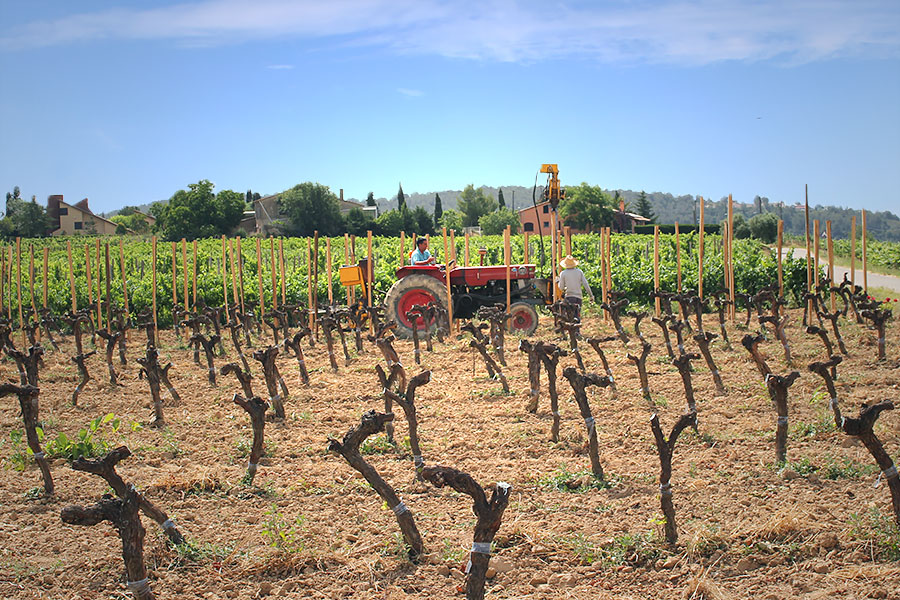 収穫の準備中 | photo by p.s.m. adventure