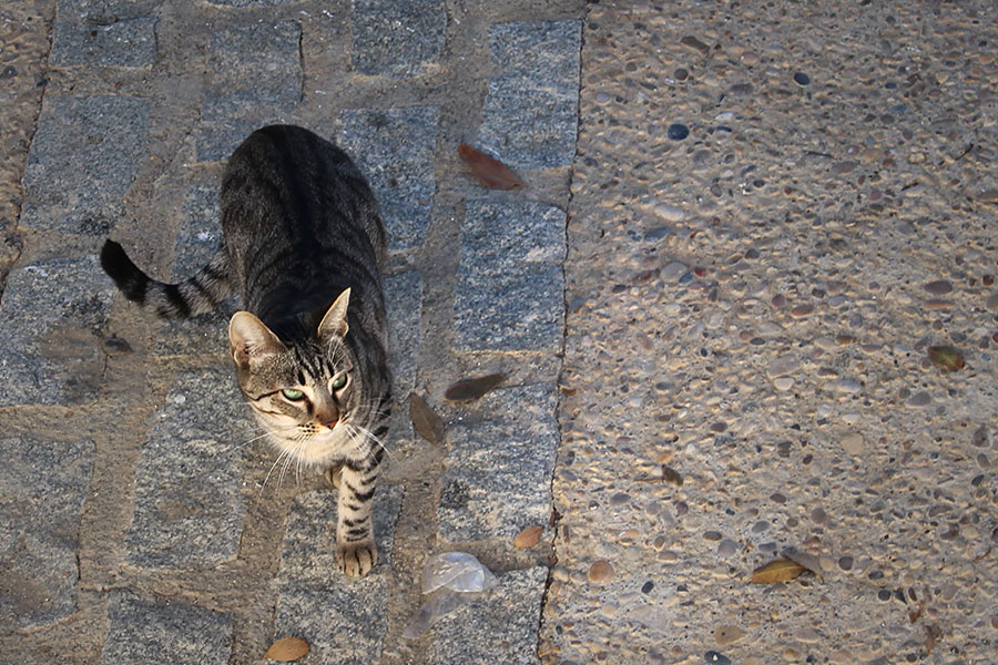 グアディクスの猫 | photo by p.s.m. adventure