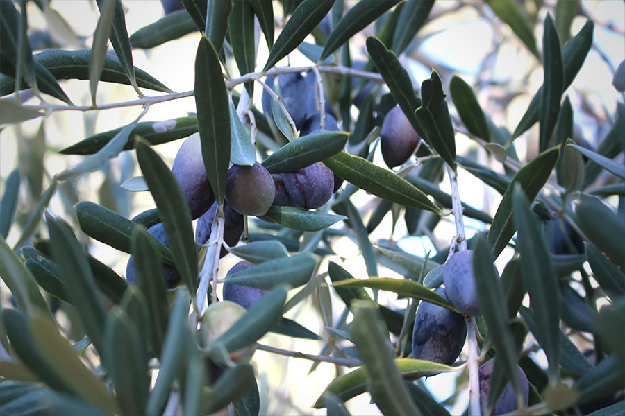 オリーブの木 | photo by p.s.m. adventure