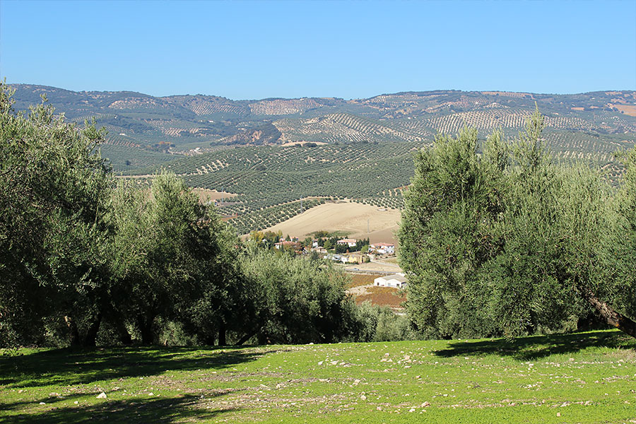 オリーブ畑 | photo by p.s.m. adventure