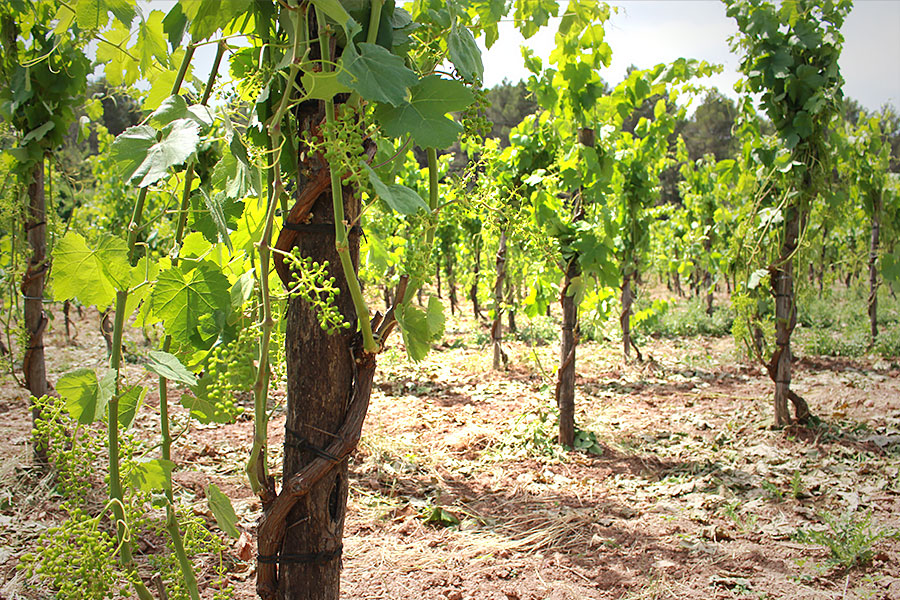 葡萄畑 | photo by p.s.m. adventure