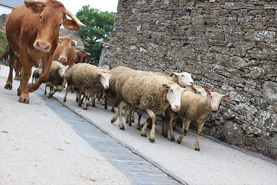 サンティアゴ巡礼路 | photo by p.s.m. adventure